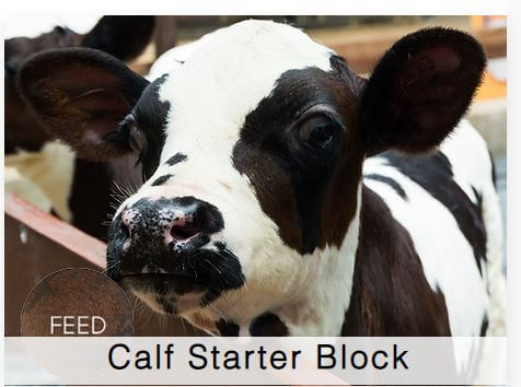 Shamrock Beef Calf Starter Block | Farm Compare | Farm Compare