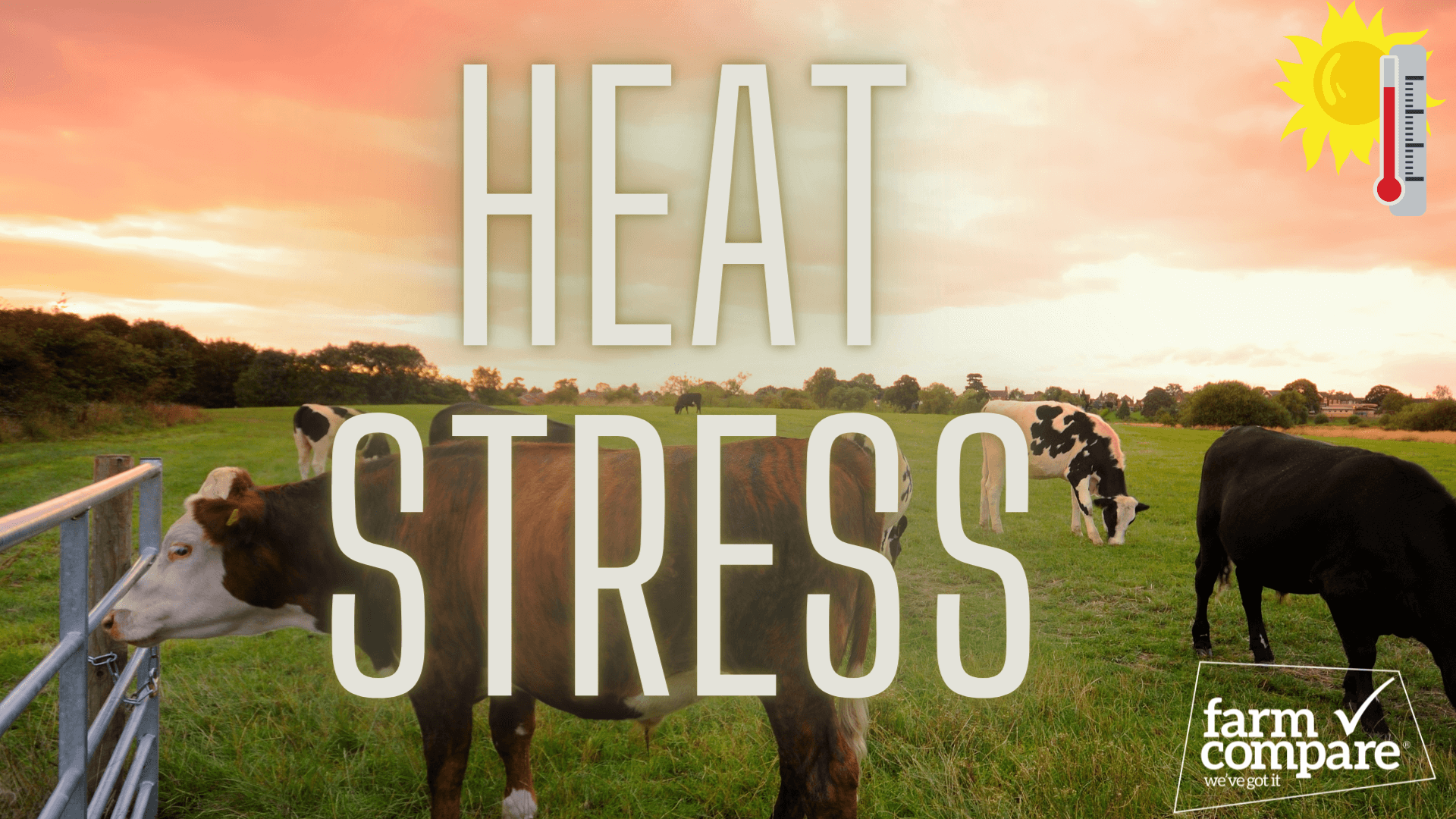 How to prevent heat stress in livestock